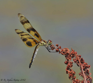 Celithemis eponina, female